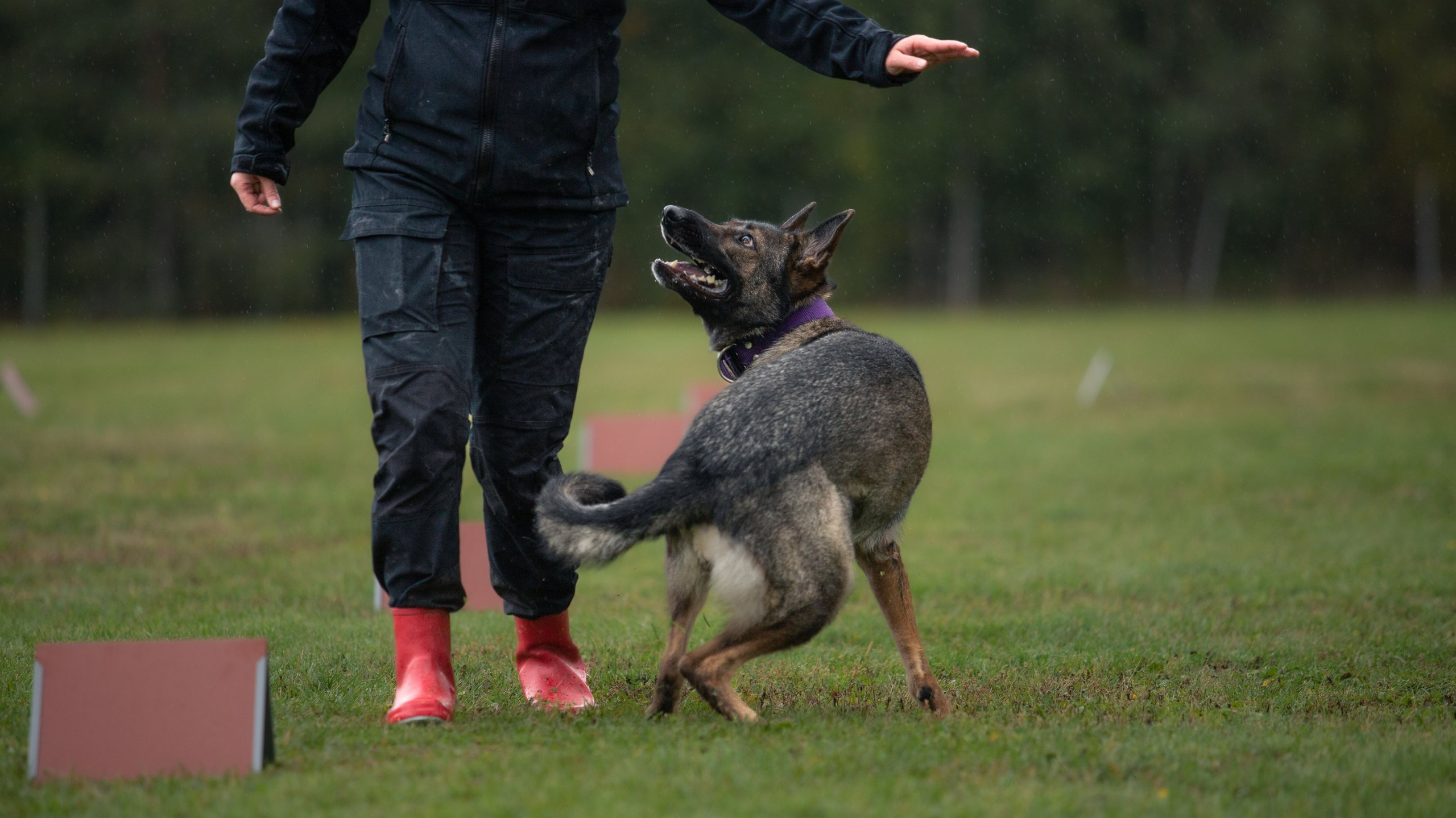 Koira tasapainotyynyillä