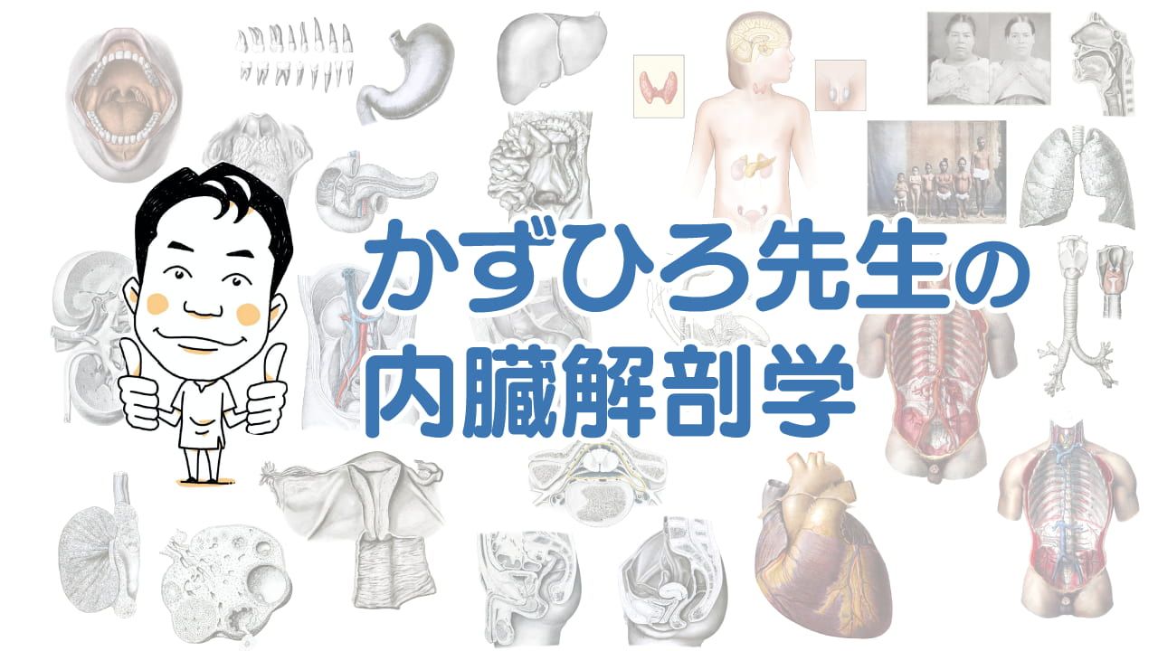 内臓解剖学