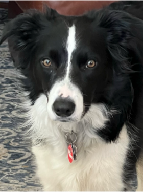 Molly