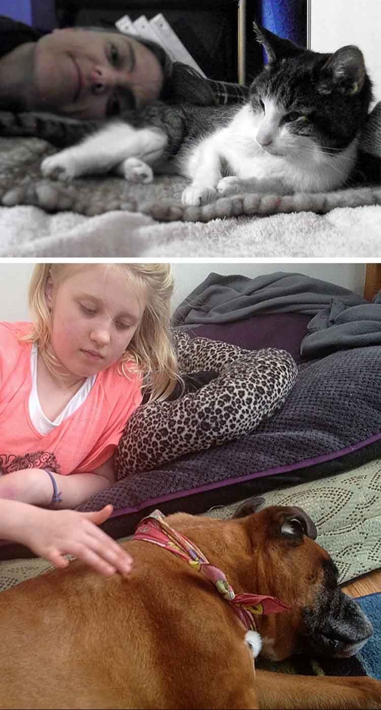 AHELP Project - Making Ethical End-of-Life Decisions for Animals