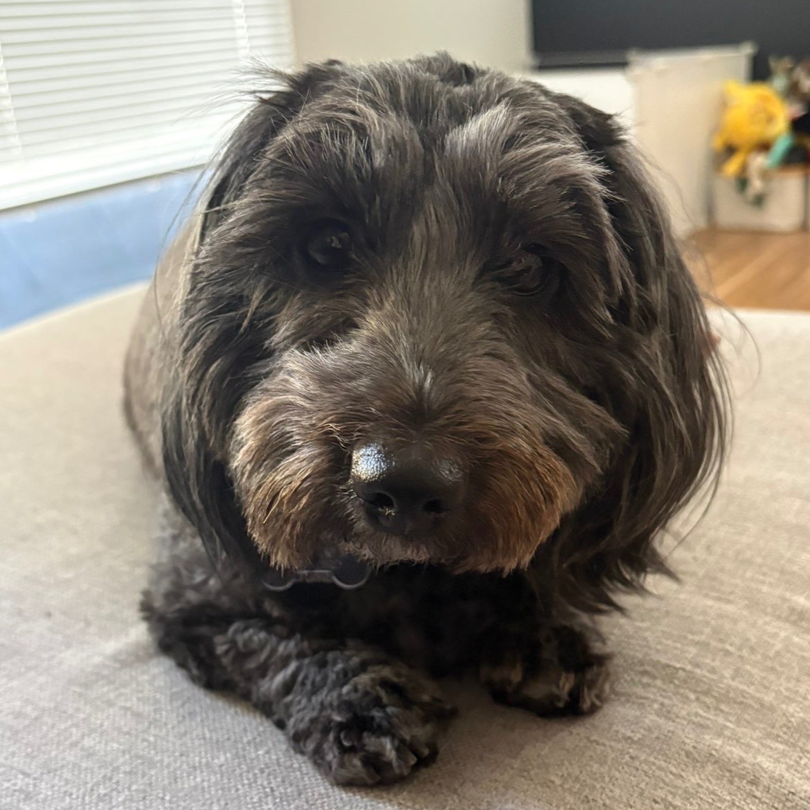 The most realistic RANZCOG-style OSCE, MCQ and SAQ questions