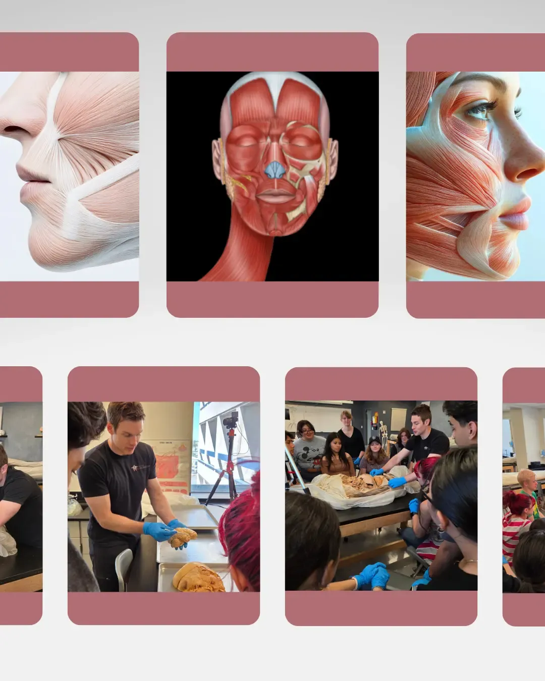 Institute of Human Anatomy - Facial Anatomy In-Lab Workshop photos and Facial Anatomy Photo Collage