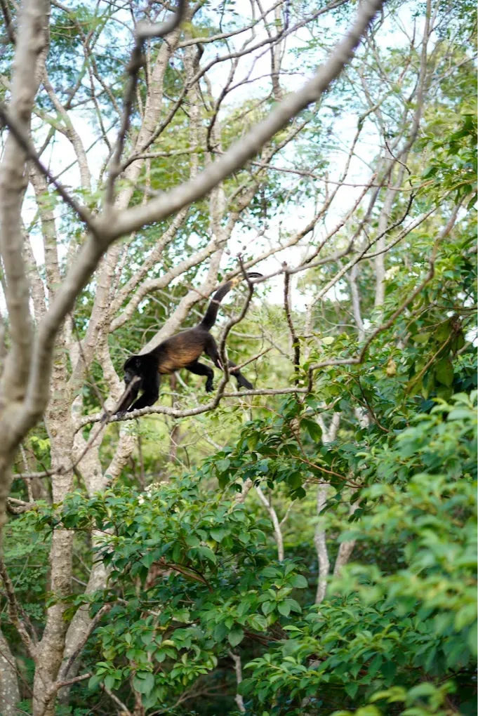 howler monkeys visit during Nicaragua yoga teacher training