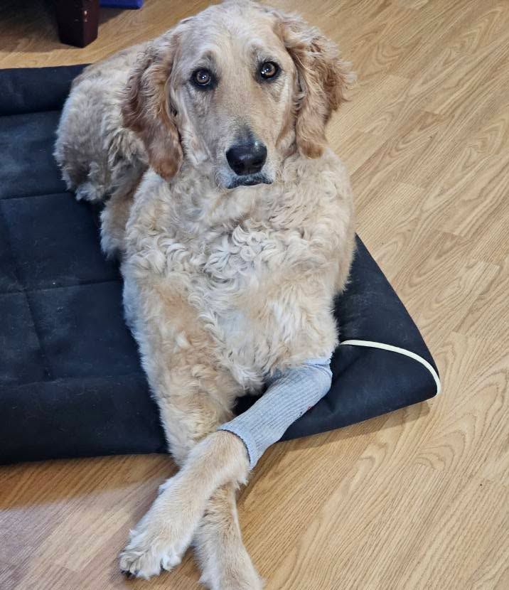 Lymphoma in dogs stories