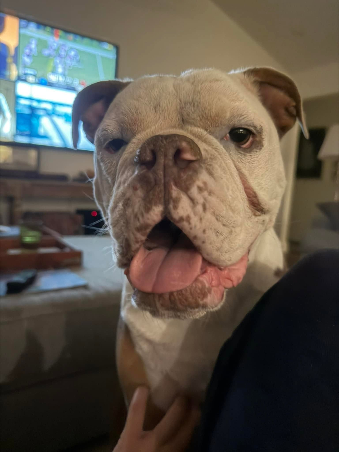 Rainbow bridge ernie bulldog with cancer