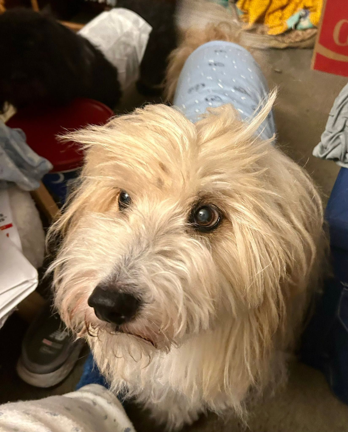 Dog passed away from Mast cell tumors. 