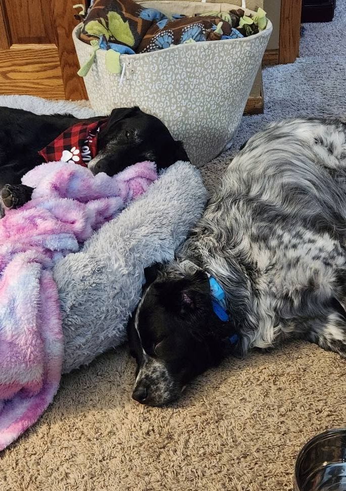 Braylee dog passing away from dog cancer