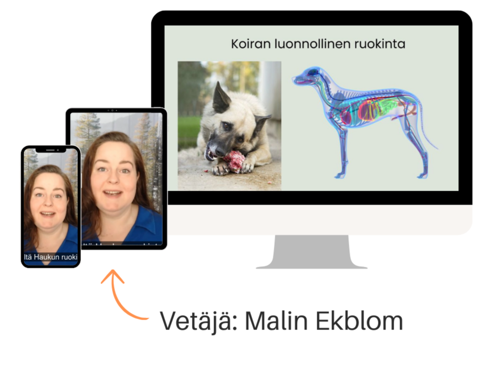 koiran allergia ja iho-ongelmat