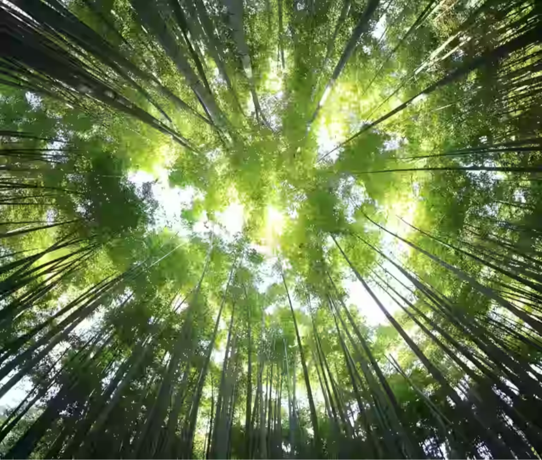 Elegant upward-looking image suggesting expansion, perspective and freedom