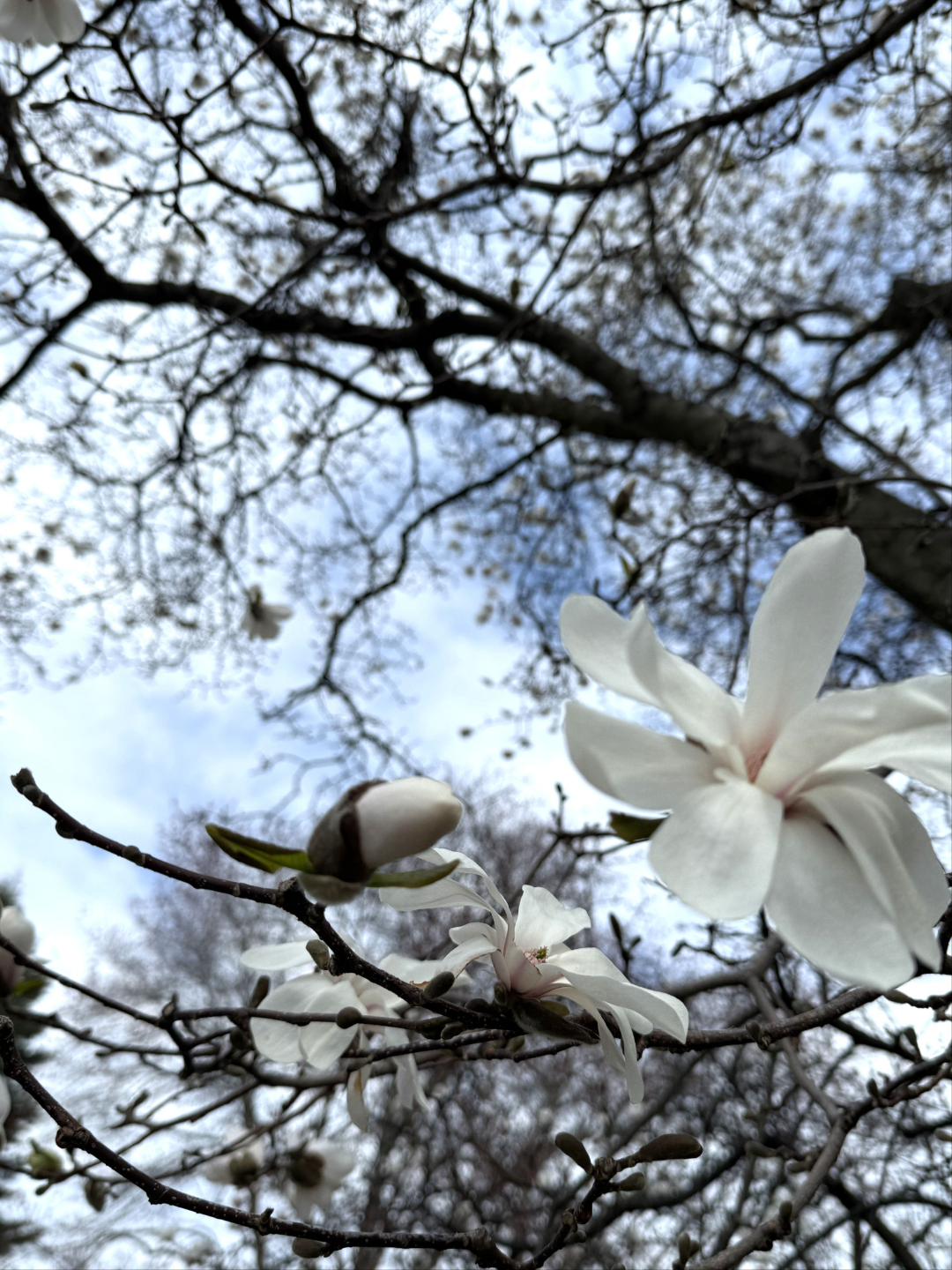 Blossoming flowers on a tree
