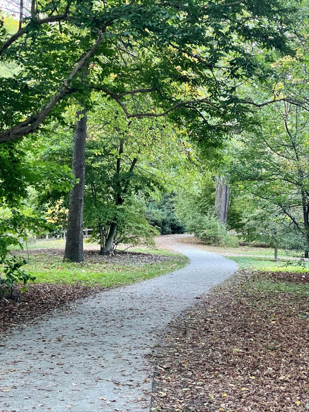 Curving tree-lined path with early fallen leaves, suggesting reflection and forward movement