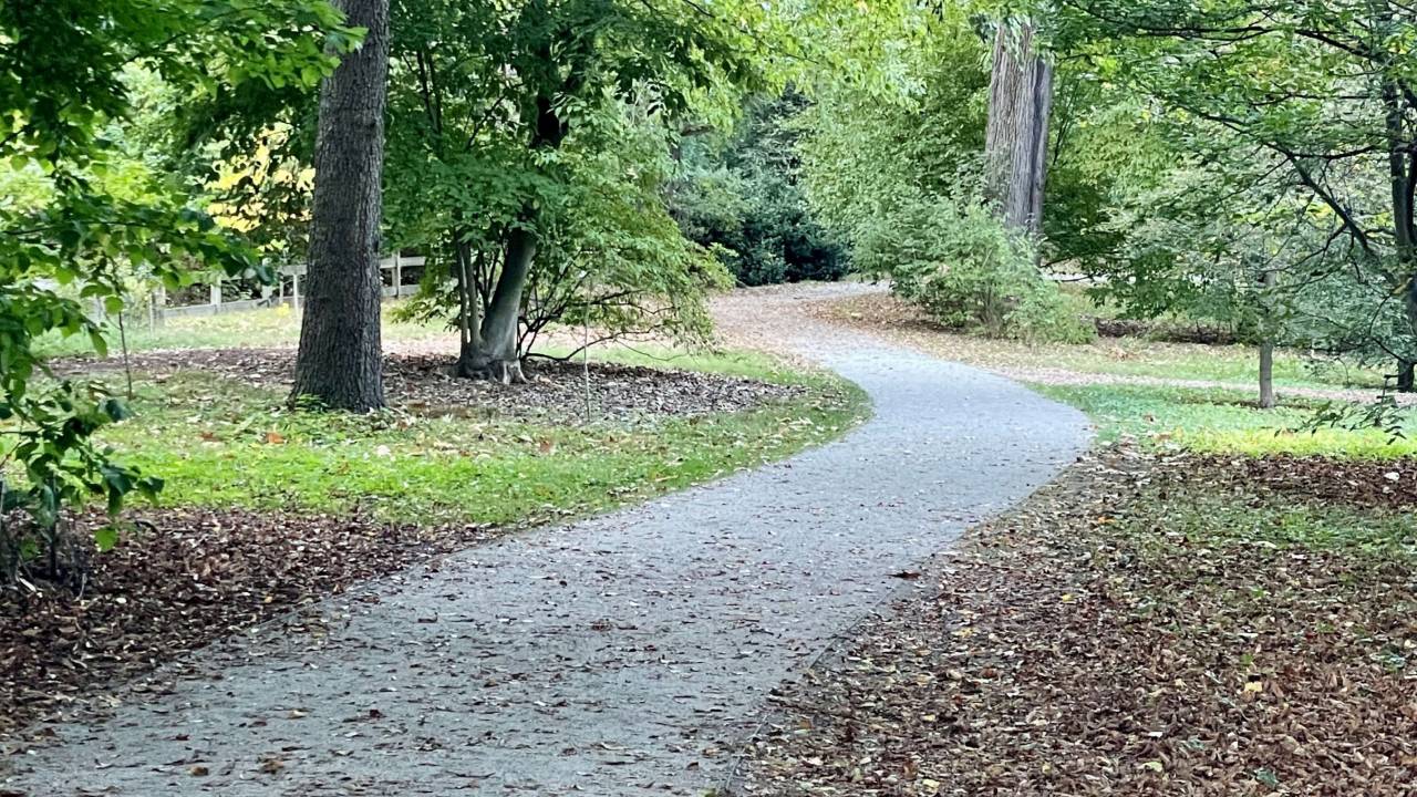 Tree-lined path symbolizing career clarity and finding direction
