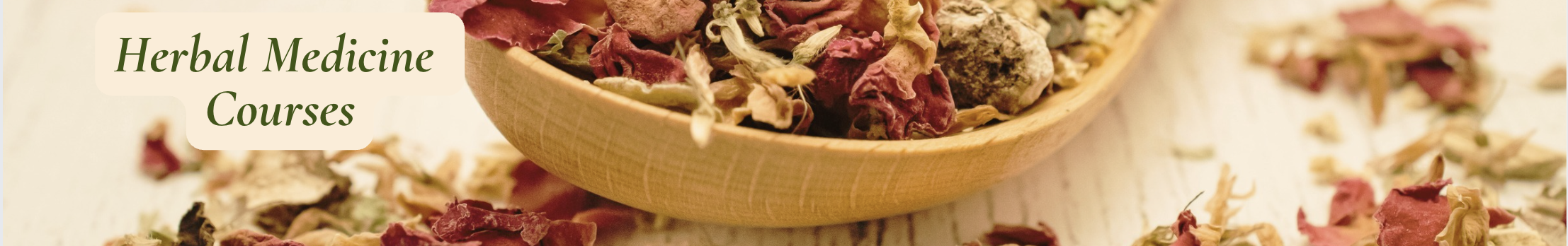 Holly Bellebuono courses and coaching