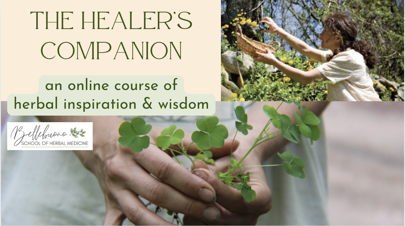 herbs for healthy digestion