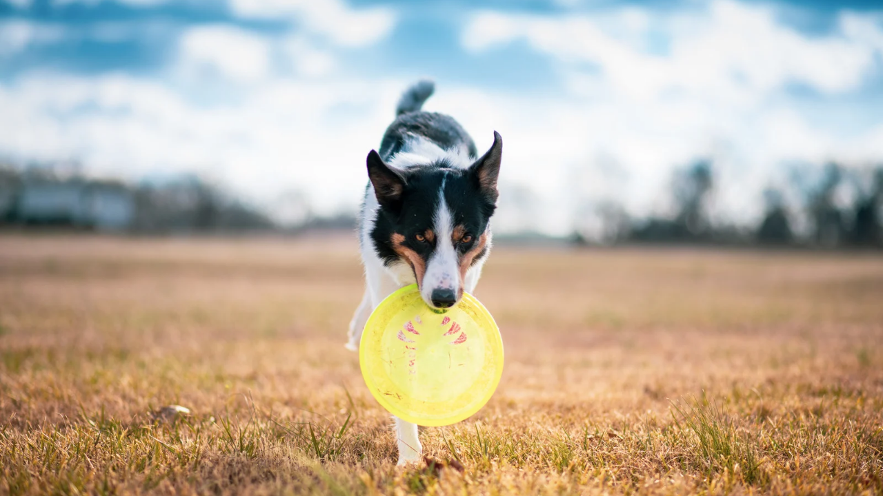 Drake Dog Cancer Community 