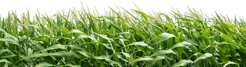 Green hills with trees in the foreground