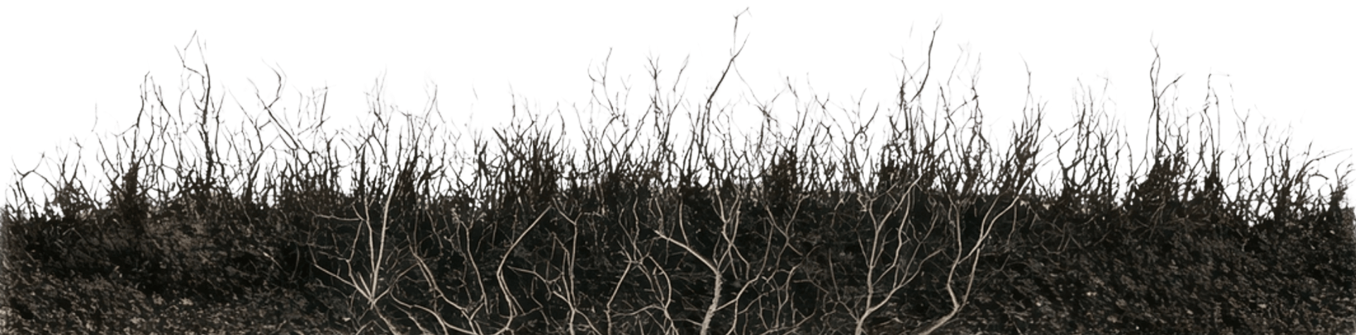 Green hills with trees in the foreground