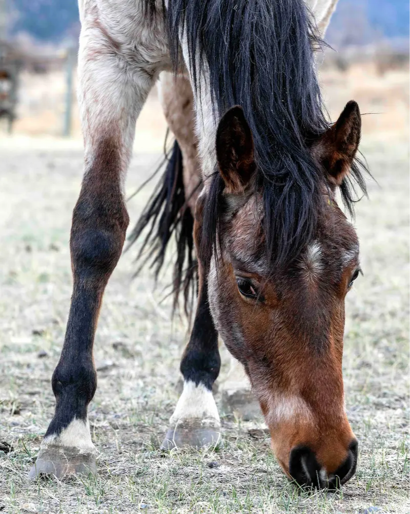 Federico Malatesta observing the herd at the Artha Ranch