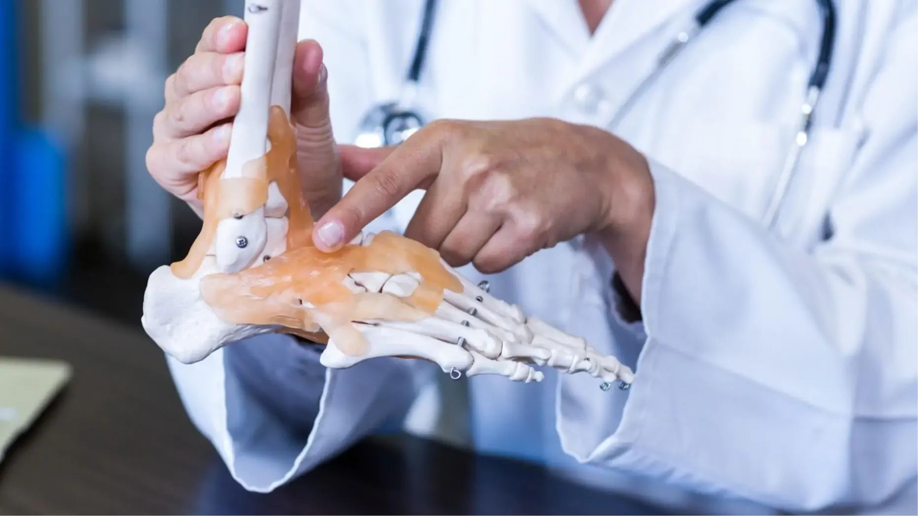 Clinician holding a skeletal foot model