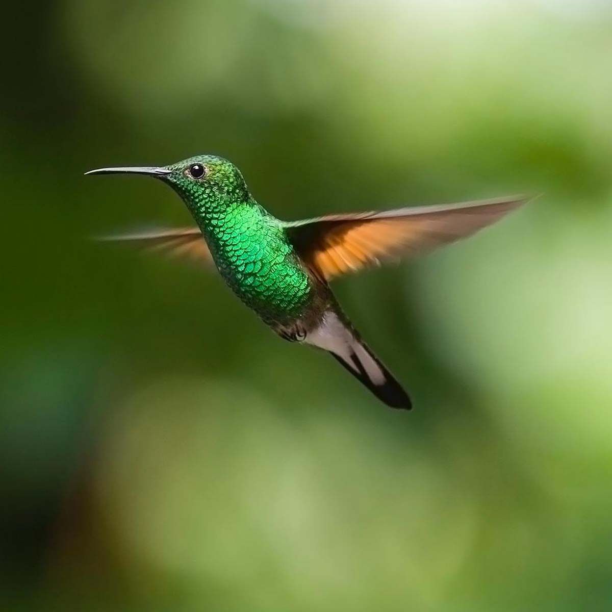 Colibrì