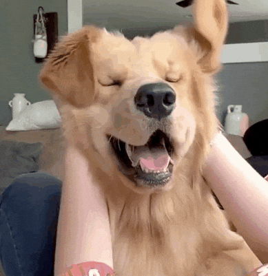GIF of a Golden Retriever Dog Joyfully Getting Her Head Pet