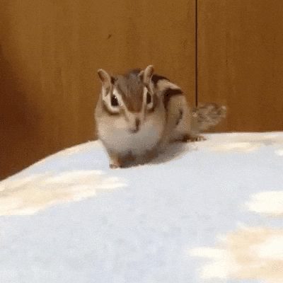 GIF of a Chipmunk Joyfully Yawning and Stretching Out