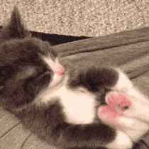 GIF of a Kitten Joyfully Stretching Its Legs