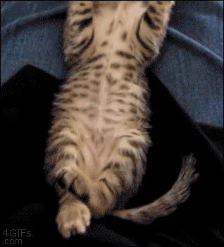 GIF of a Kitten Joyfully Stretching Its Legs
