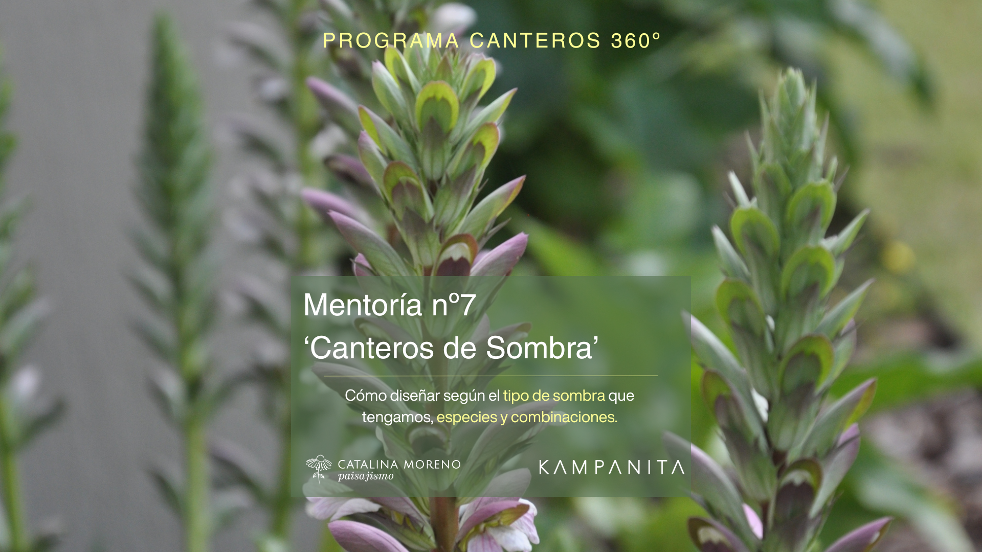Canteros de sombra
