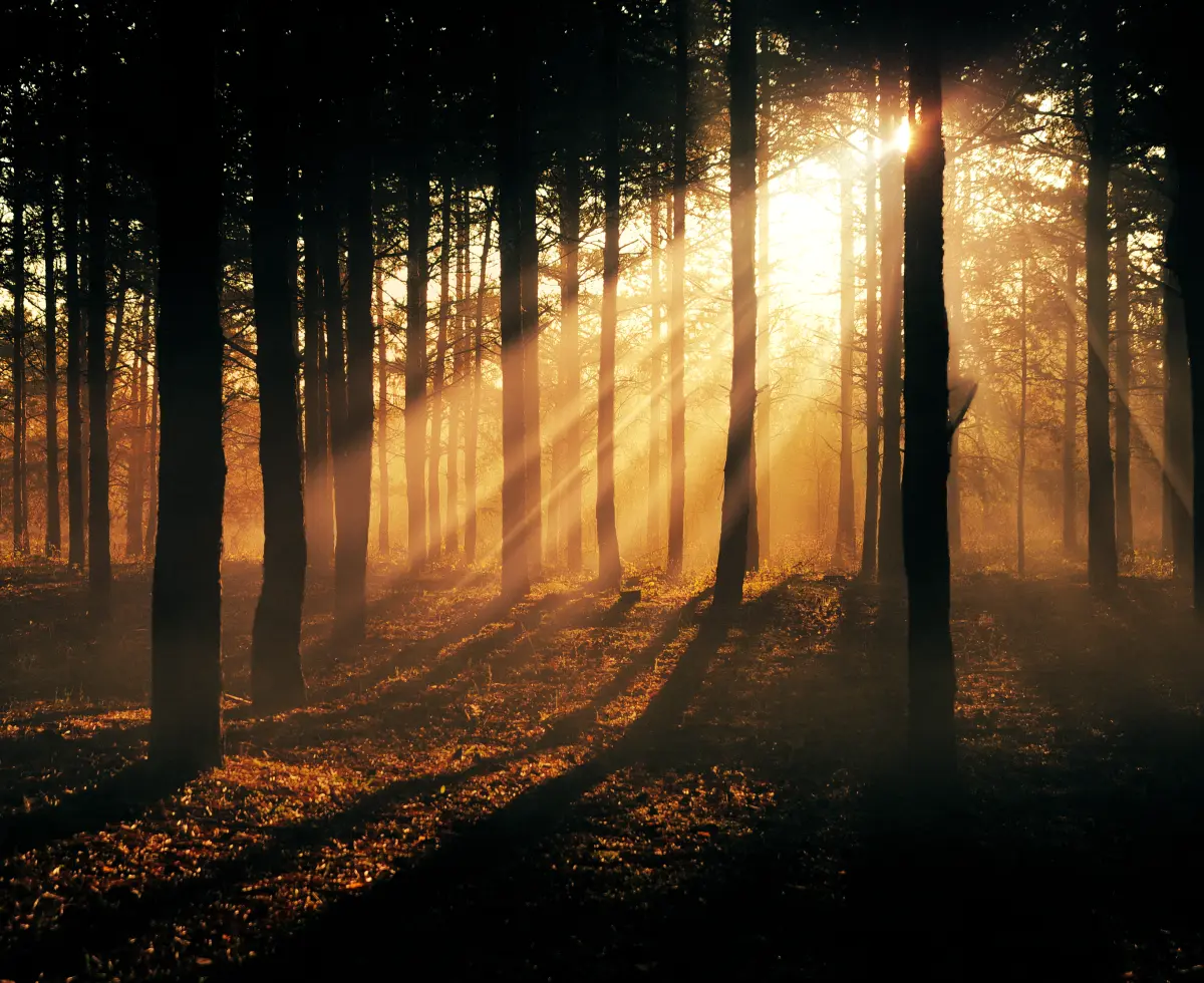 Forest Before