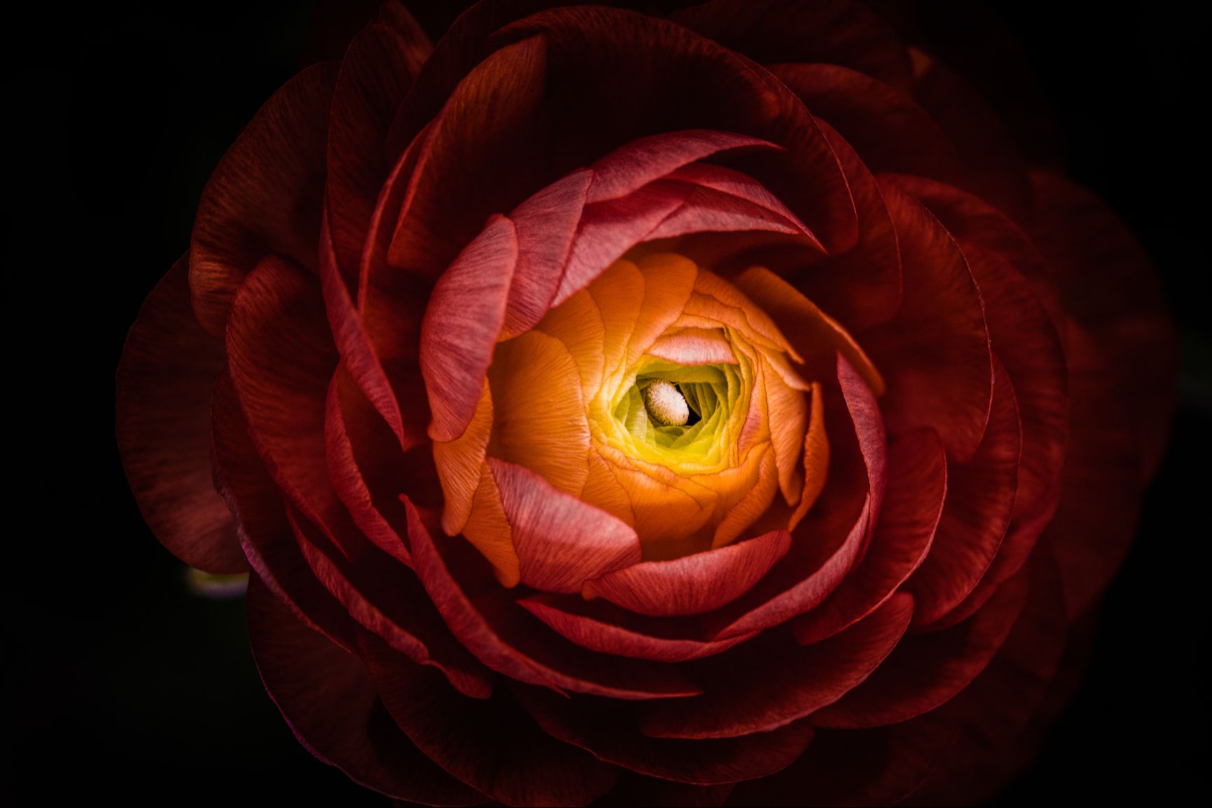 Beautiful red flower with layers of petals and a yellow centre