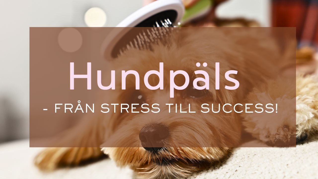 Pälsvårdskurs: Hundpäls - från stress till success!