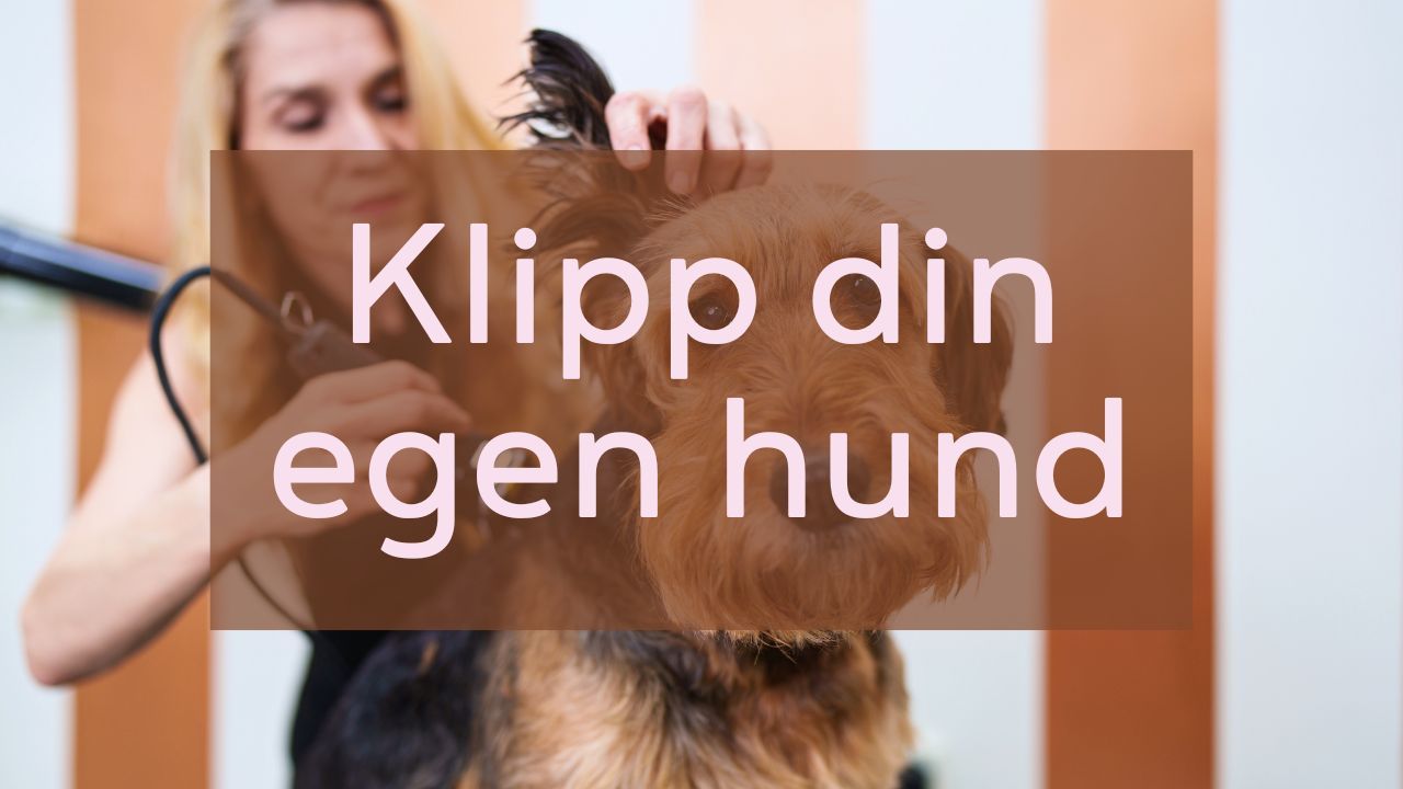Pälsvårdskurs: Klipp din egen hund