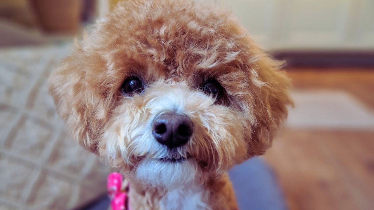 Hund som känner sig trygg