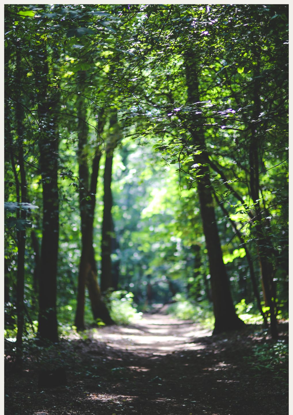 Wandelcoaching Den Bosch – leiderschap en persoonlijke groei in de natuur met coach Sharon Hanegraaf.