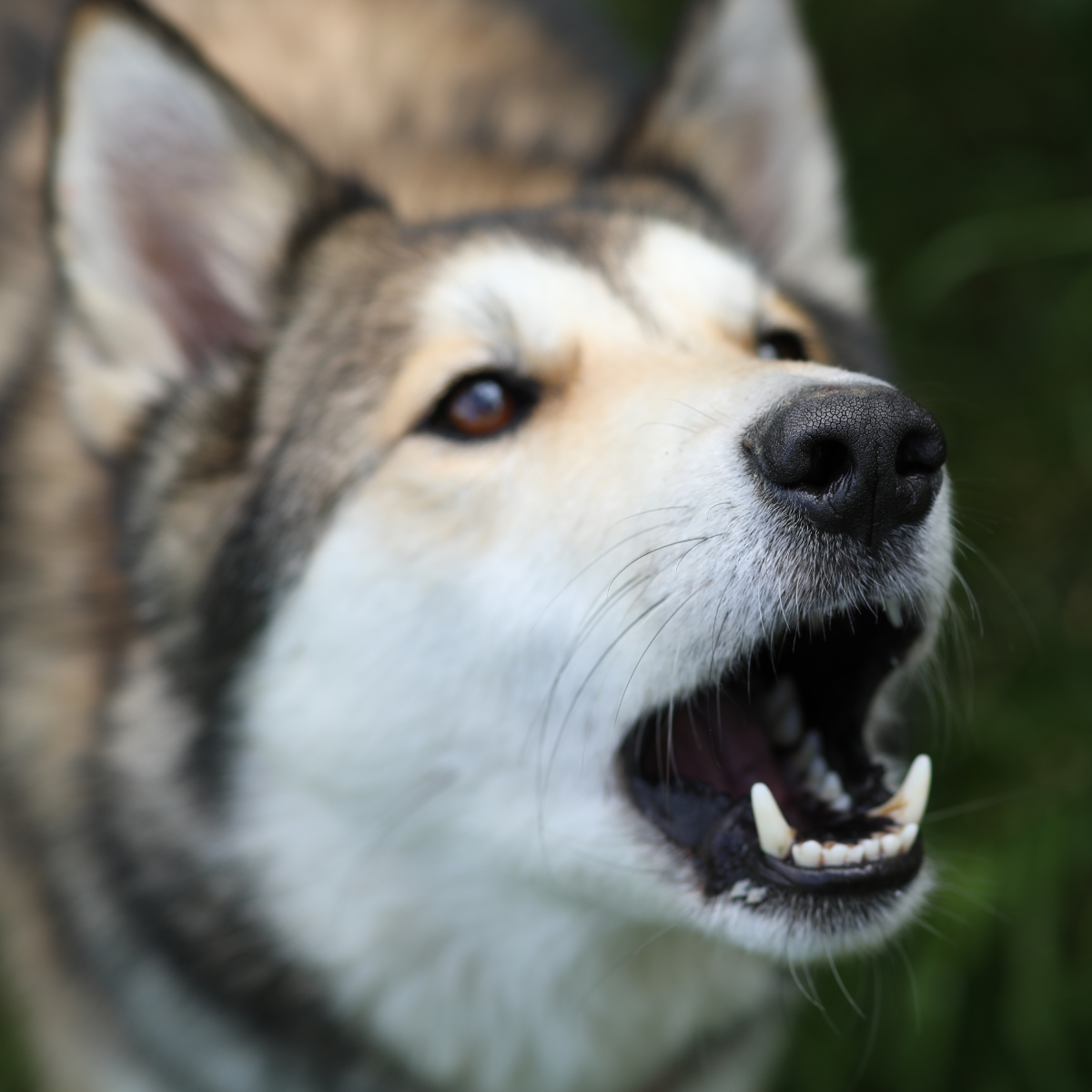 Little dachshund-mix type of dog is baring teeth at another dog. She is wearing a little green raincoat and a red harness. Her guardian is pulling on the leash so hard that it's lifting the dog's body off the ground so her front two feet are off the ground.