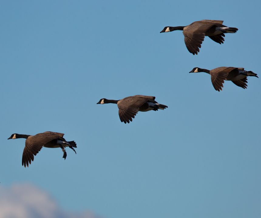 geese flying in formation