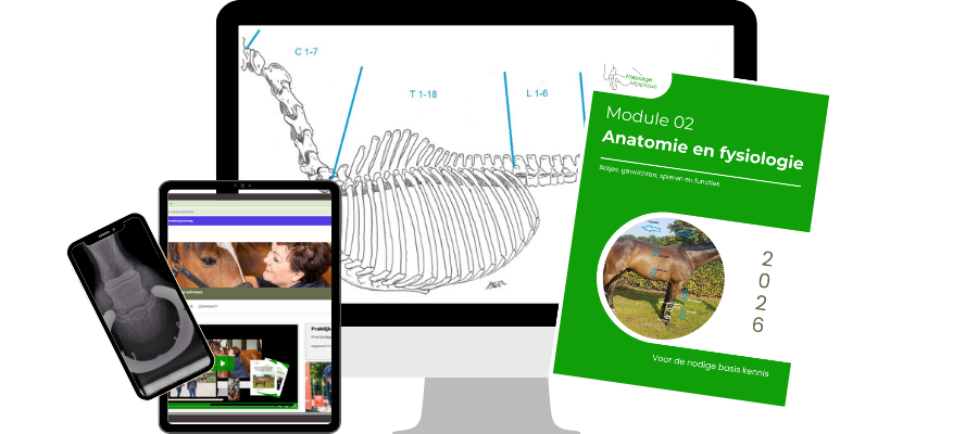 M02 Anatomie en fysiologie