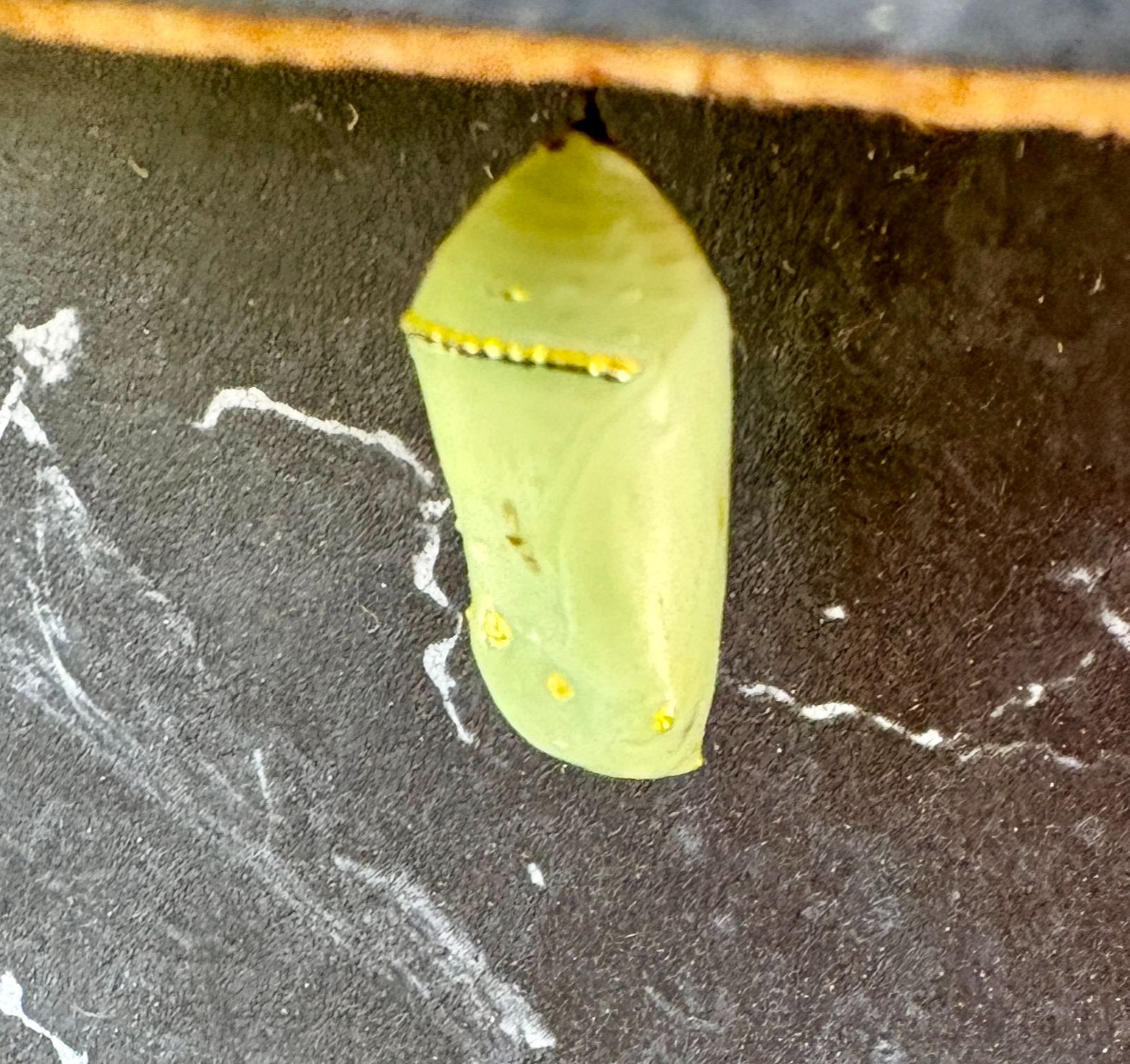 chrysalis under the table
