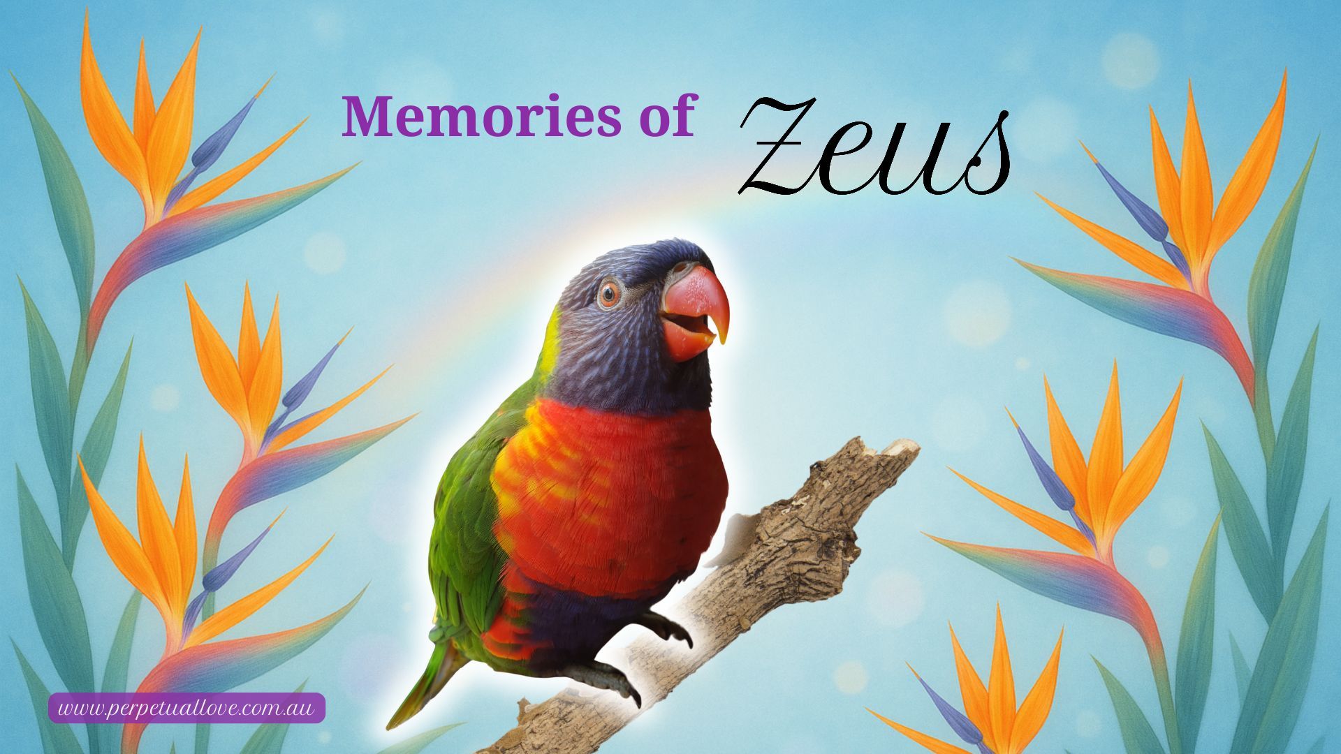 Bird Pet Tribute Page