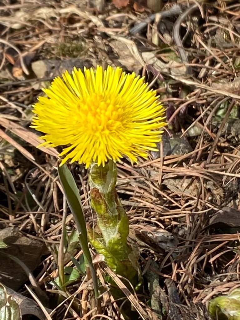 Leskenlehti Ekossa Oy