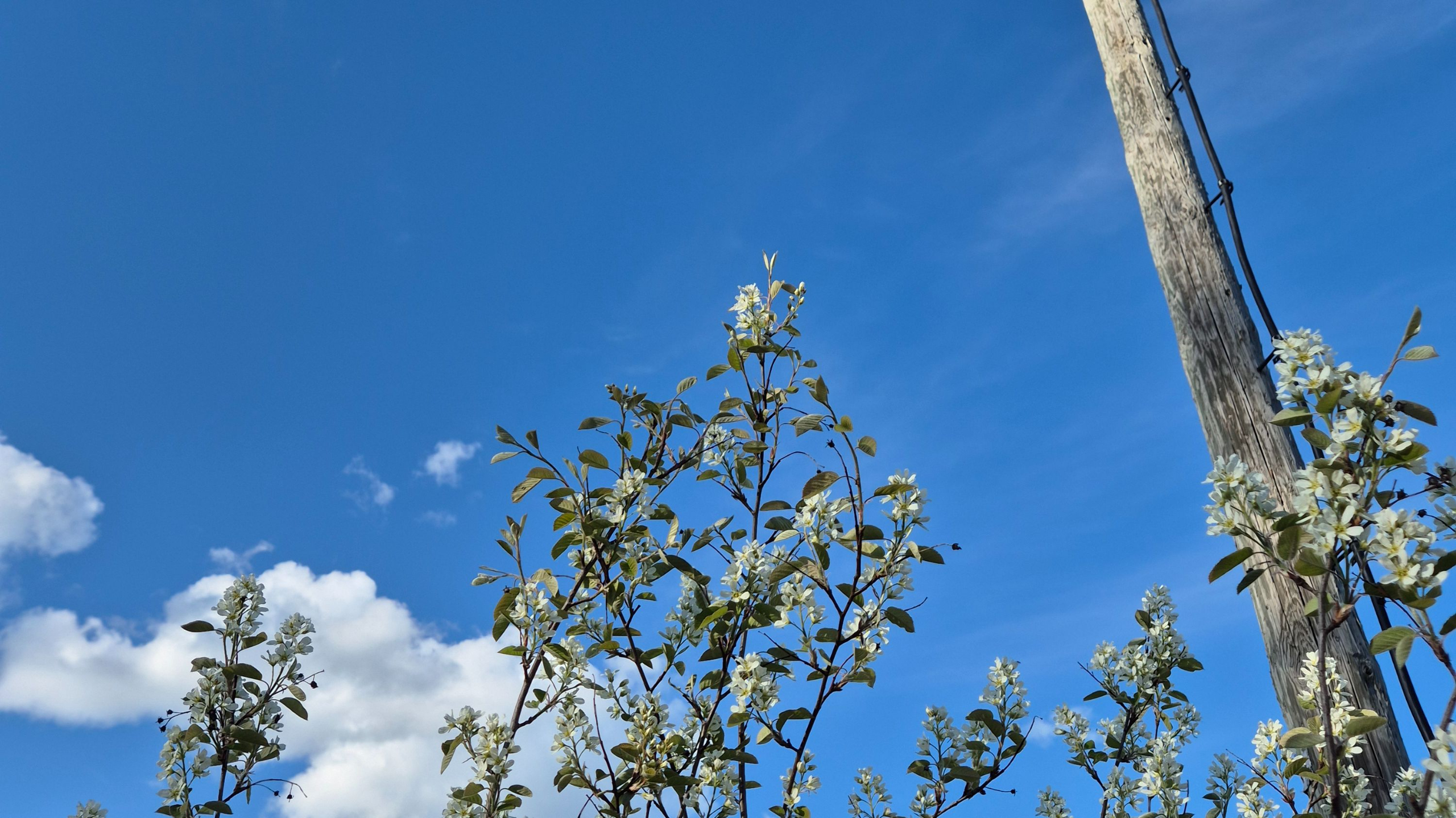 Kesä taivas ja kukkia Ekossa Oy