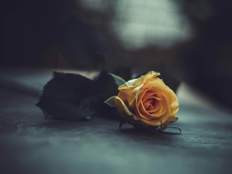 Single yellow rose on a dark surface, symbolising remembrance, hope, and gentle emotional healing through hypnotherapy.