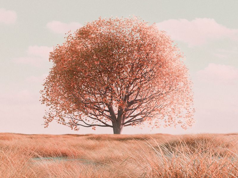 Solitary tree standing in a calm golden field beneath a soft pastel sky, symbolising grounding, peace, and inner stillness for anxiety relief hypnotherapy meditation.