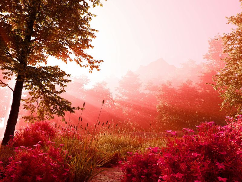 Tranquil garden scene with trees and soft red foliage in morning mist, symbolising calmness and peace for anxiety relief.