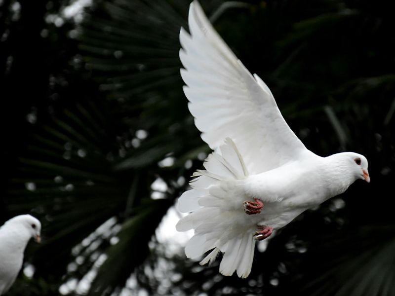 White dove in flight symbolising peace, release, and emotional freedom after grief through hypnotherapy.