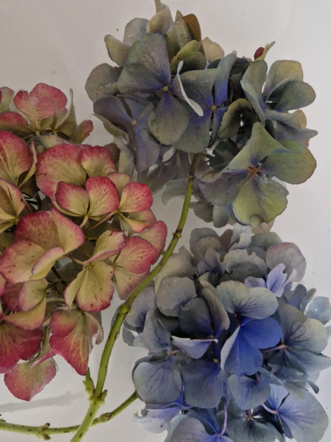 Photograph of preserved hydrangea blooms by Gillian Gingell Wormley