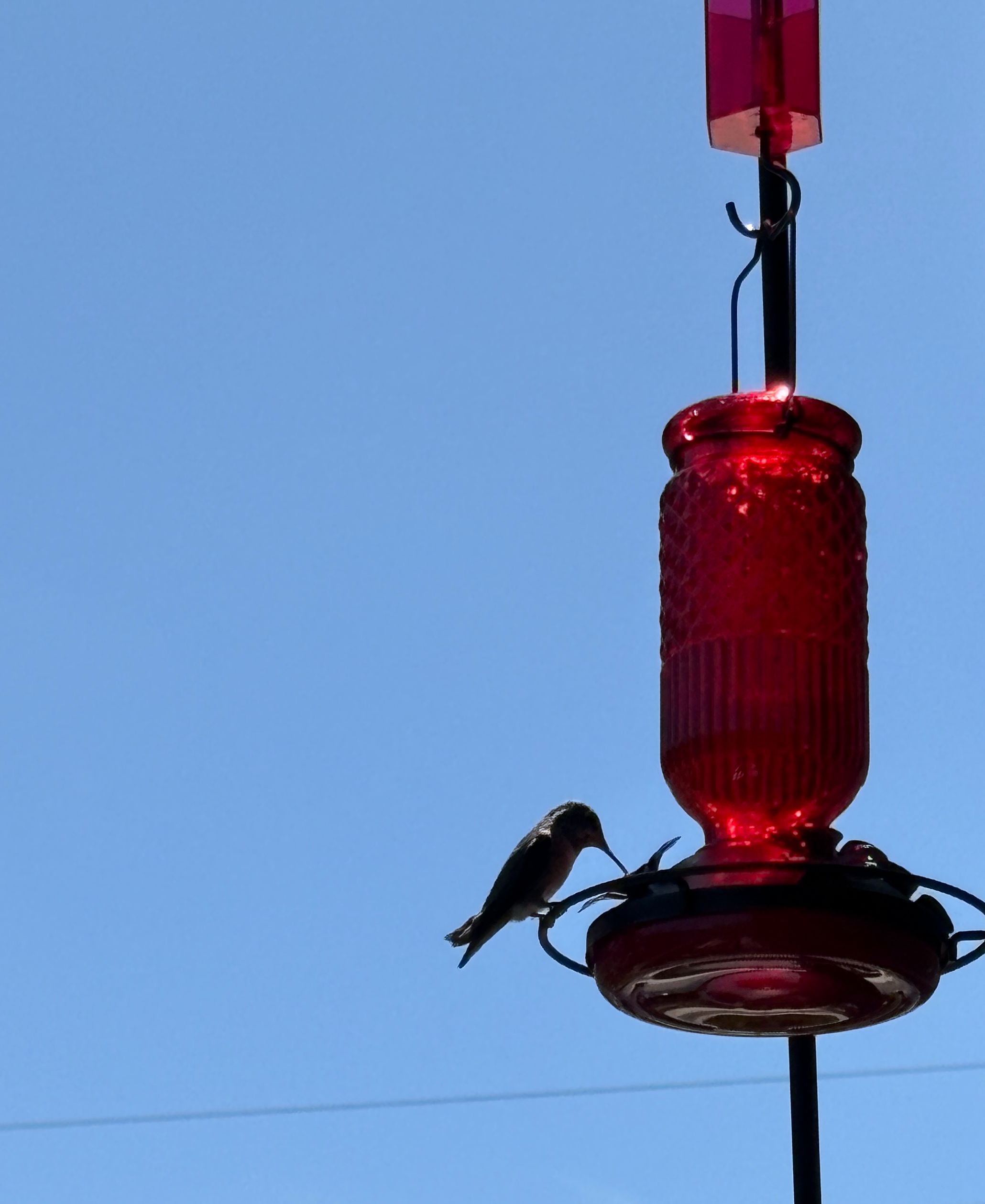 approaching the feeder