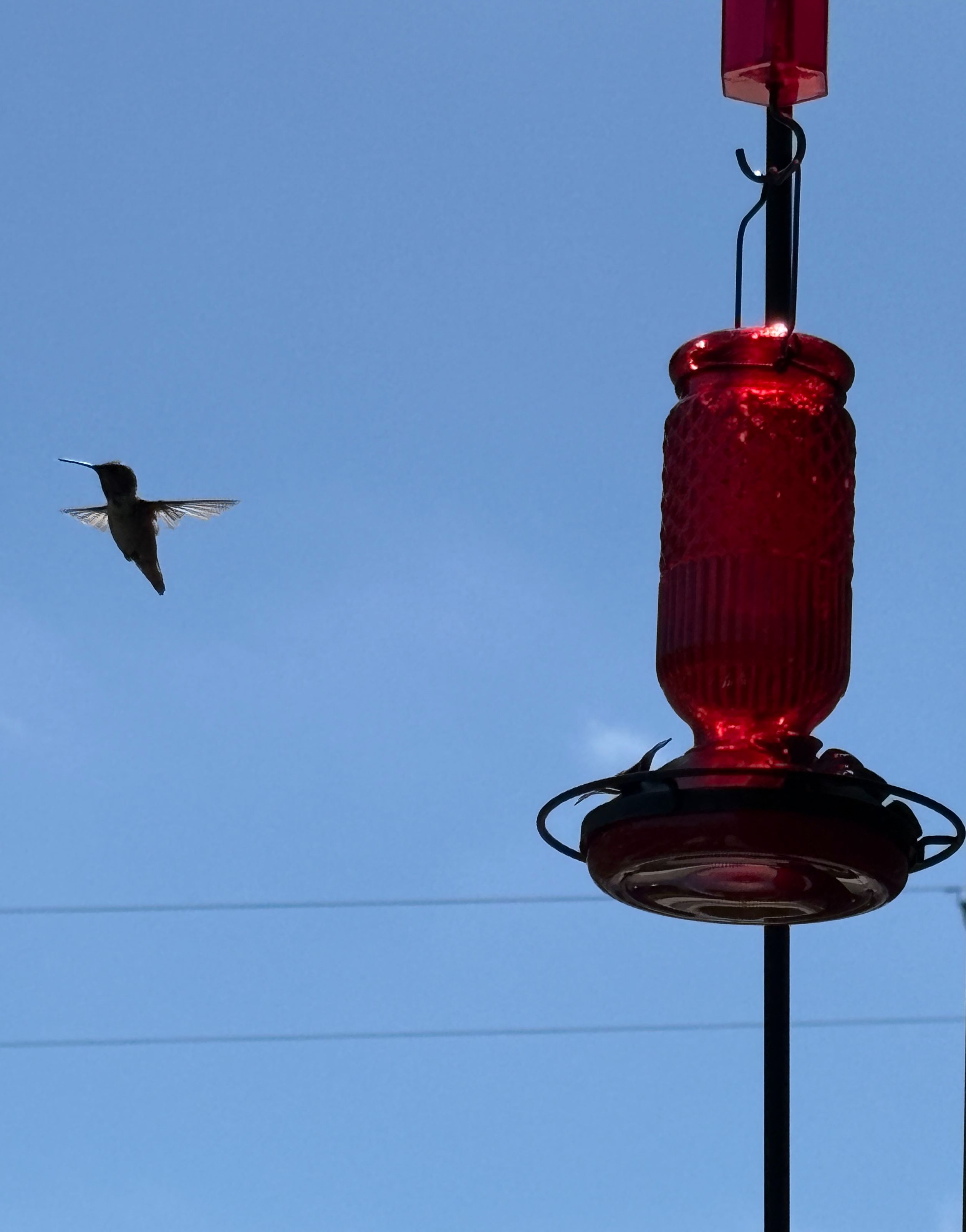 hummingbird guarding the feeder
