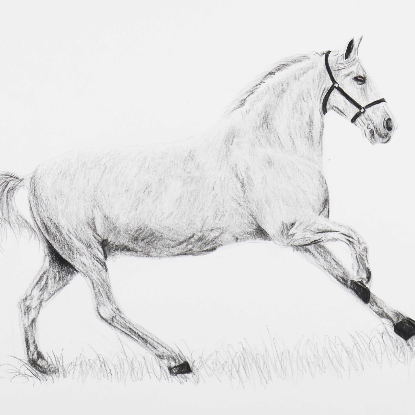 Cours complet de dessin animalier